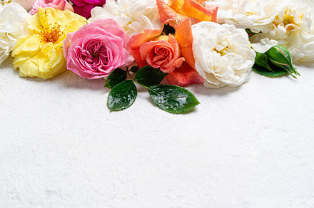 Summer blossom garden roses, an Arts & Entertainment Photo by LanaSweet