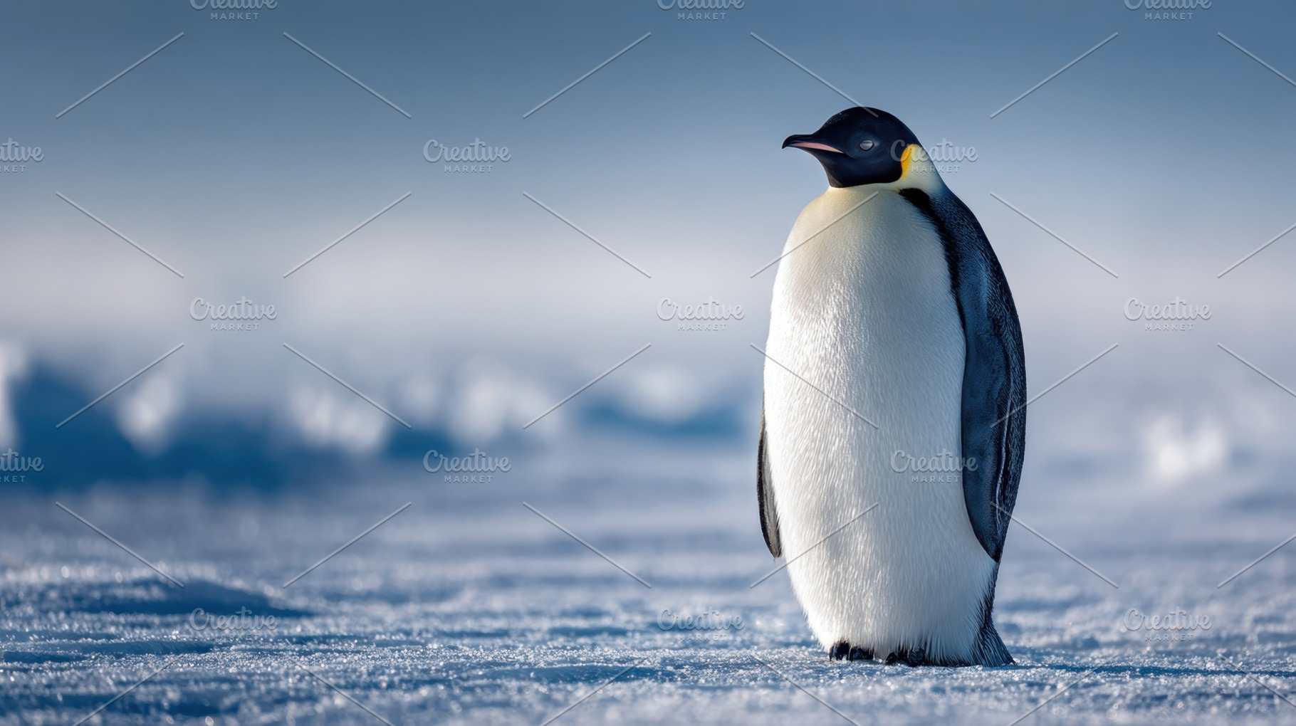 Penguin standing alone on ice, a Photo by Beautiful things