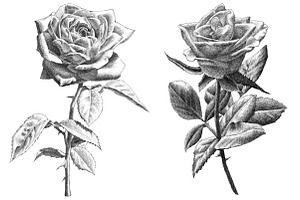 Realistic Roses. Hand Drawing.