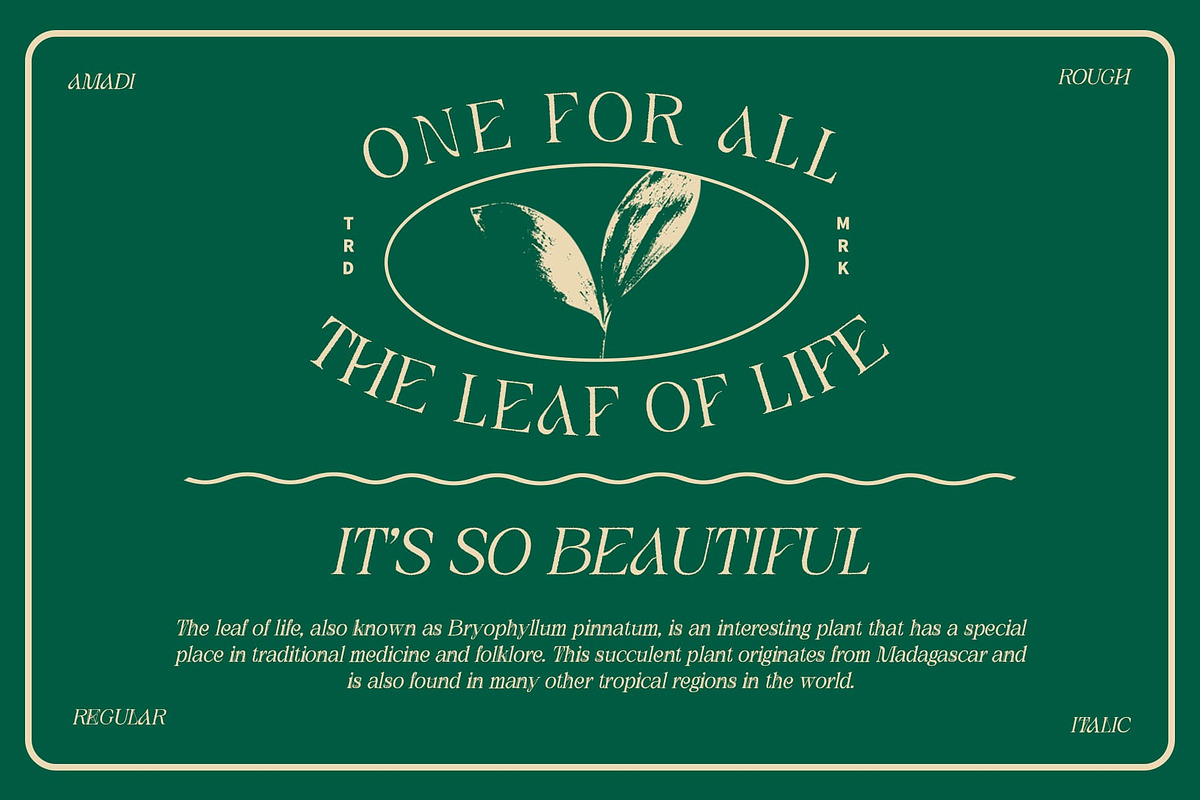 Amadi Rough, a Serif Font by Craft Supply Co. (Photo 2 of 8)