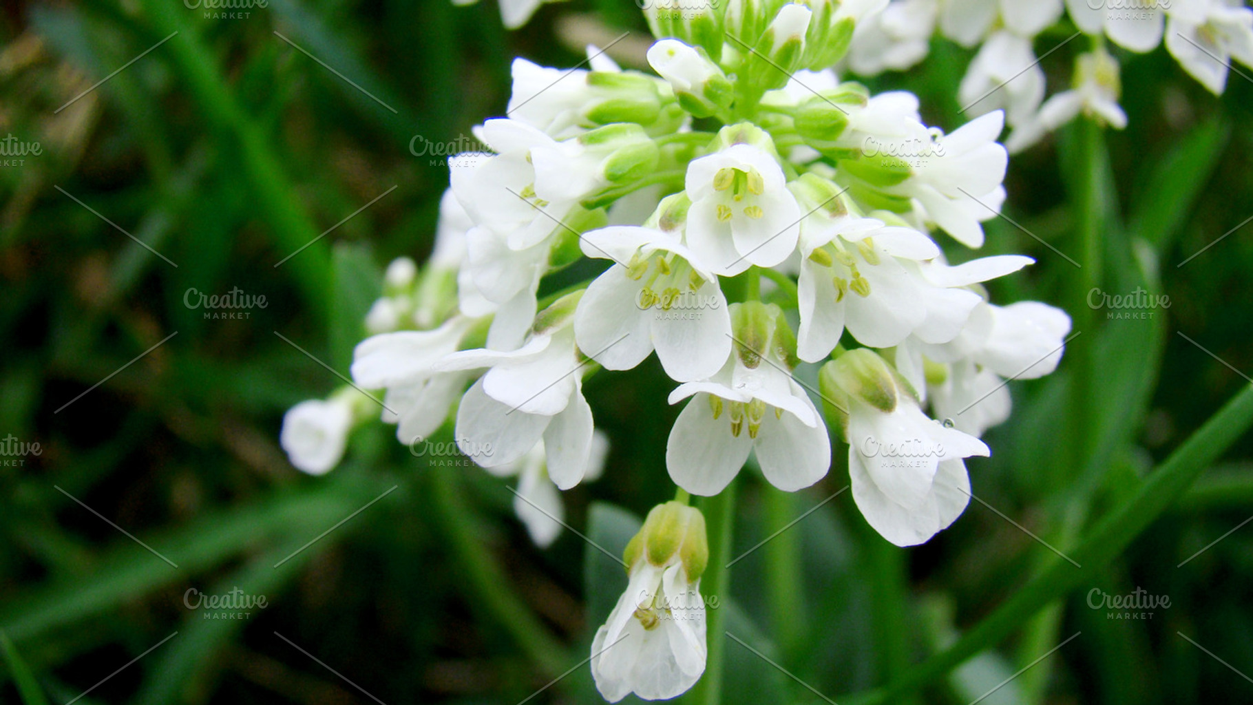 White Wedding Flower, a Nature Photo by KatjaPotokar