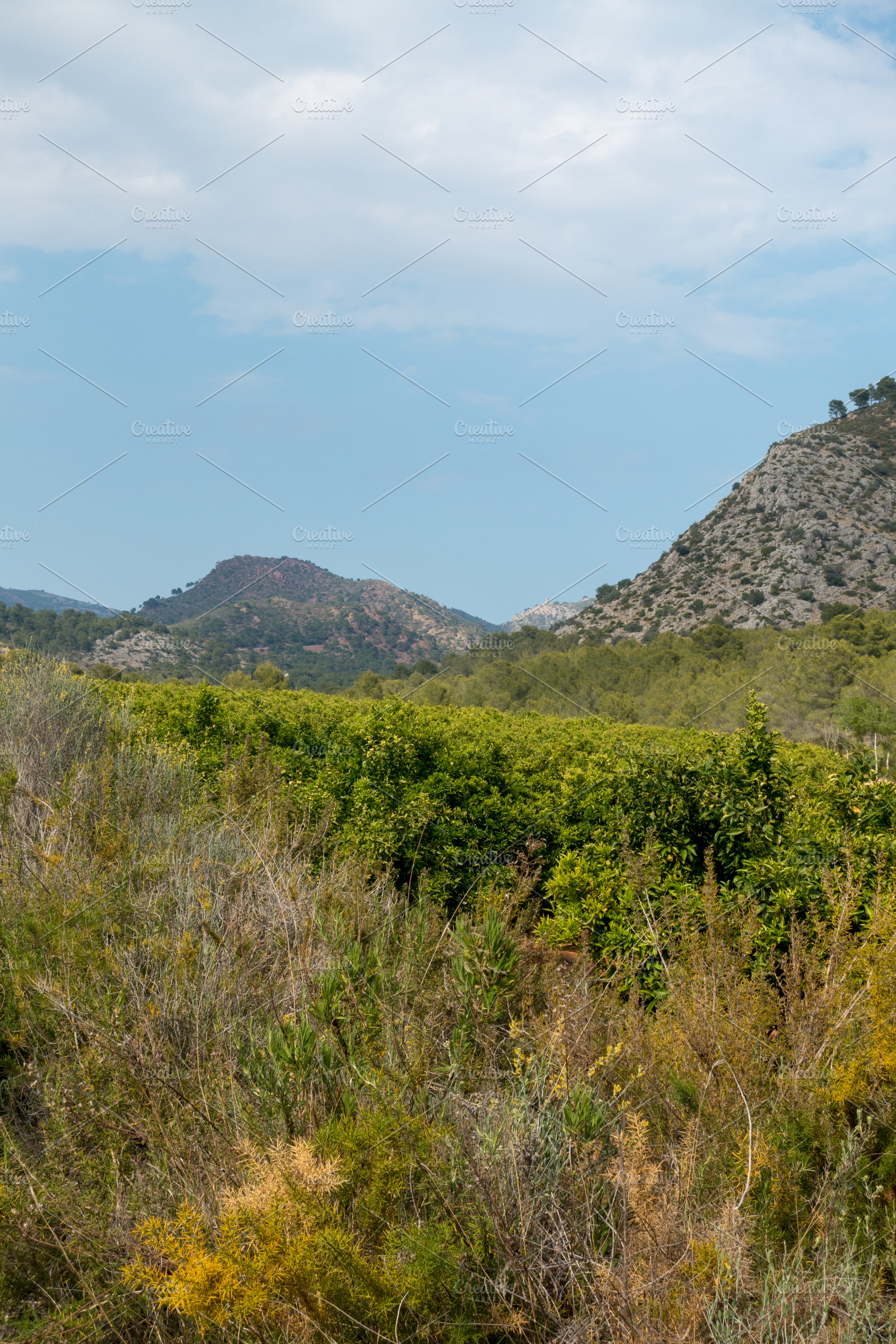 Mountains and vegetation, a Photo by Vicente Soler