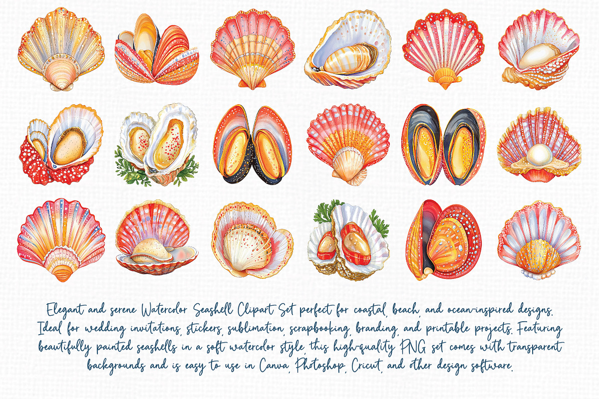 Watercolor Seashell Clipart Set, an Illustration by Libby Wishes (Photo 4 of 7)