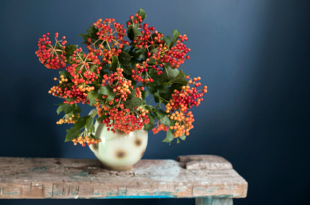 A bouquet of Viburnum opulus, a Wallpaper Photo by Imaginarium