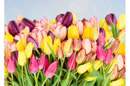 bunch of spring tulips on blue, a Nature Photo by Neirfy