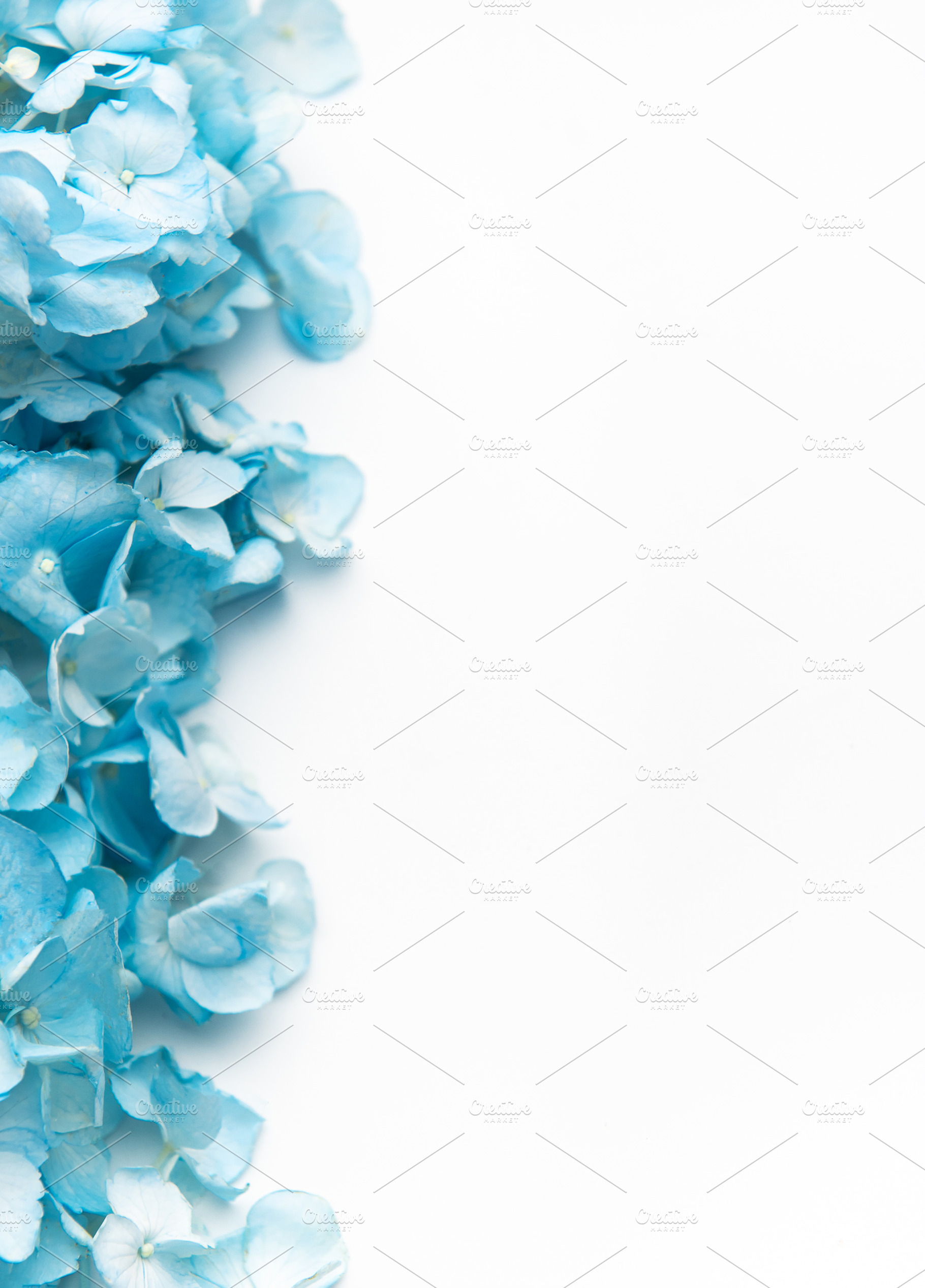 Blue hydrangea flowers forming a delicate botanical border, a Nature Photo by Olena Rudo