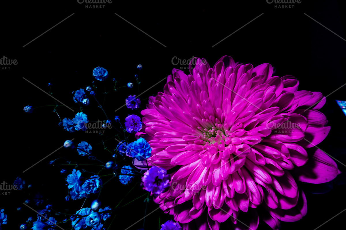 Dark Background Floral Bloom, a Nature Photo by Silent Nature (Photo 10 of 10)