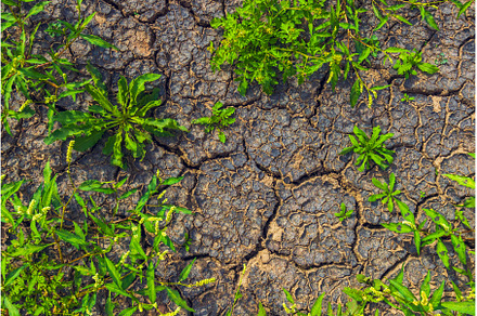 Cracked earth, metaphoric for, an Abstract Photo by Lukas Jonaitis SHOP