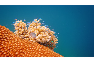 Underwater coral reef ecosystem in