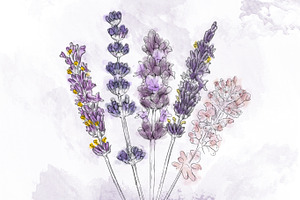 Hand-Drawn Lavender watercolour