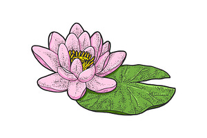 Lotus Nelumbo Flower Sketch Vector