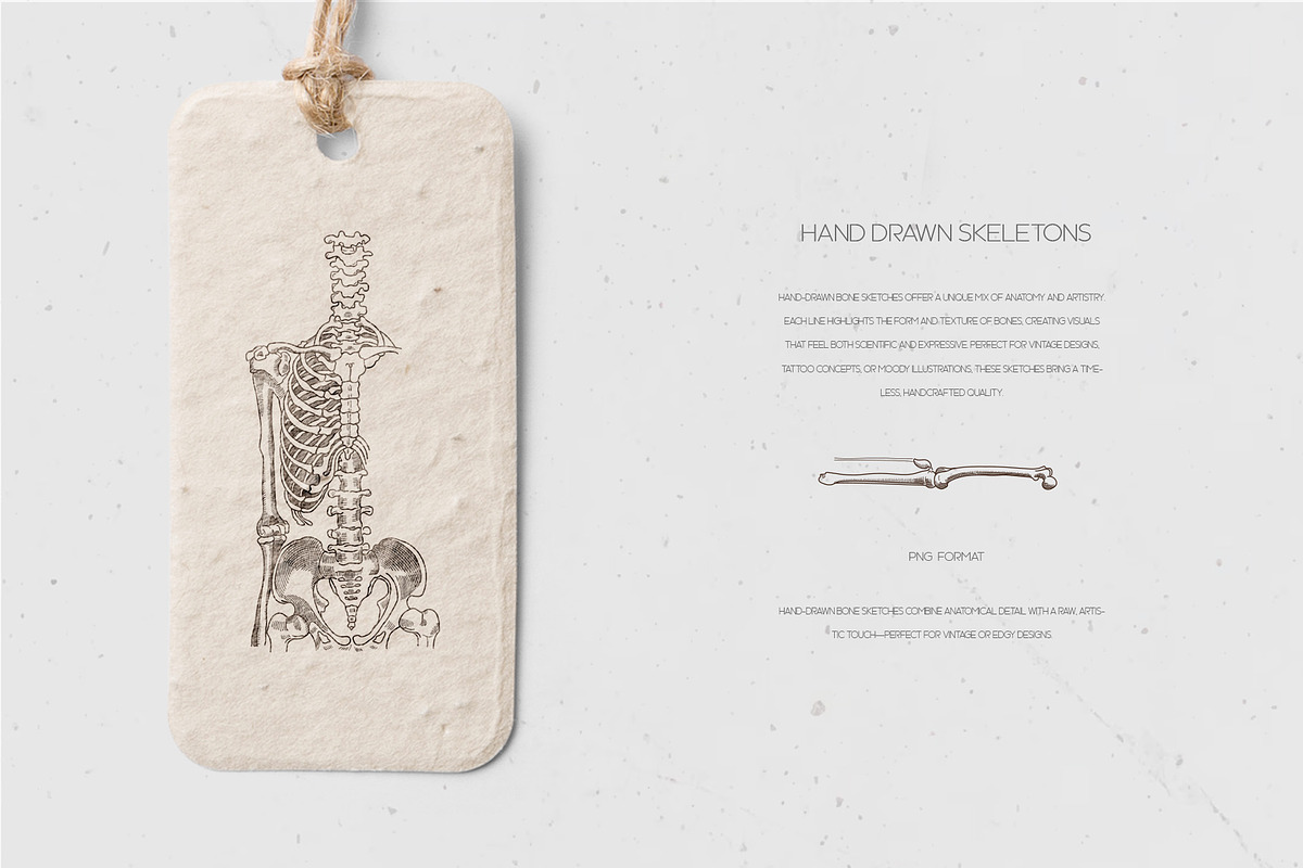 LEONARDO DA VINCI ANATOMY SKETCHES, an Illustration by Luna Dreams (Photo 3 of 6)