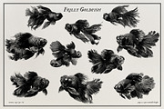 Aquatic Natural History Collection, an Object Graphic by Blixa 6 Studios (Thumbnail 4 of 24)