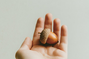 Open Hand Holding an Acorn, a Nature Photo by Virgo Studio