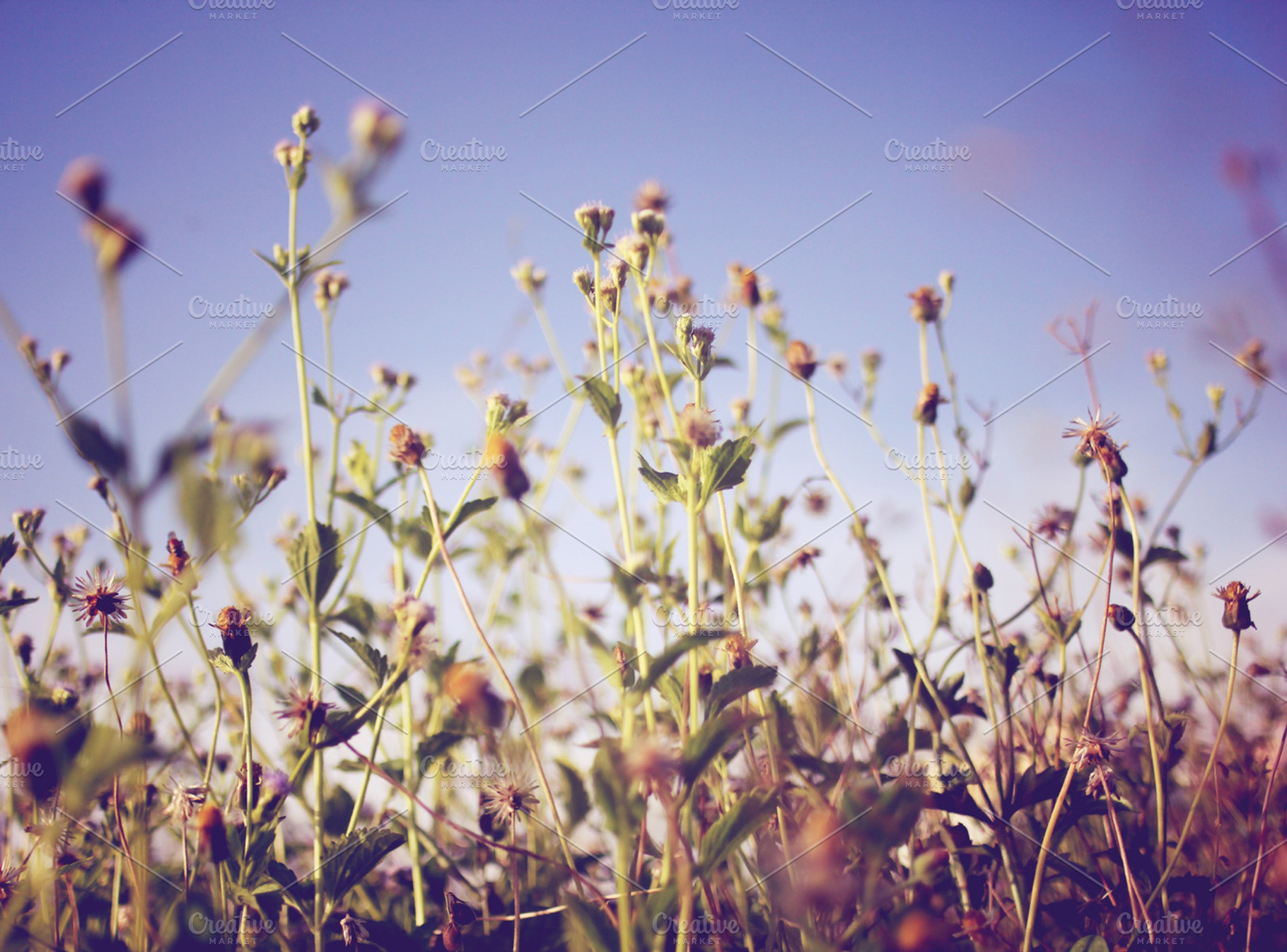 Pastel Of Little Flowers