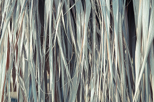 11 Palm Leaves Textures