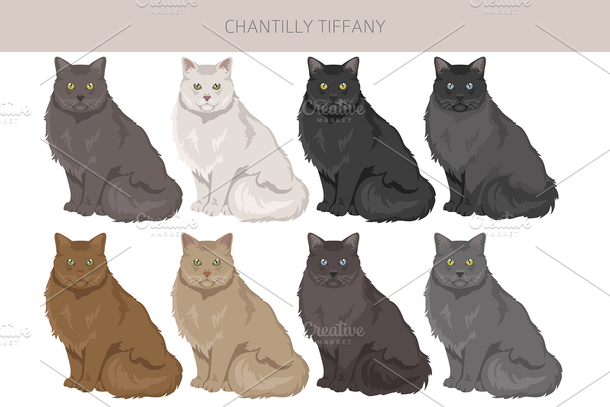 Chantilly Tiffany Cat clipart set, an Animal Illustration by pet design shop (Photo 3 of 6)