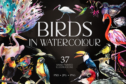 Birds watercolor illustrations