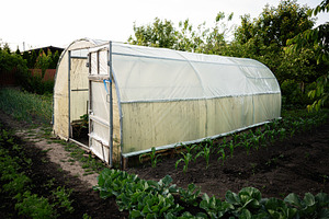Plastic greenhouse with fresh vegetables growing in a vibrant backyard garden, a Photo by AS photostudio