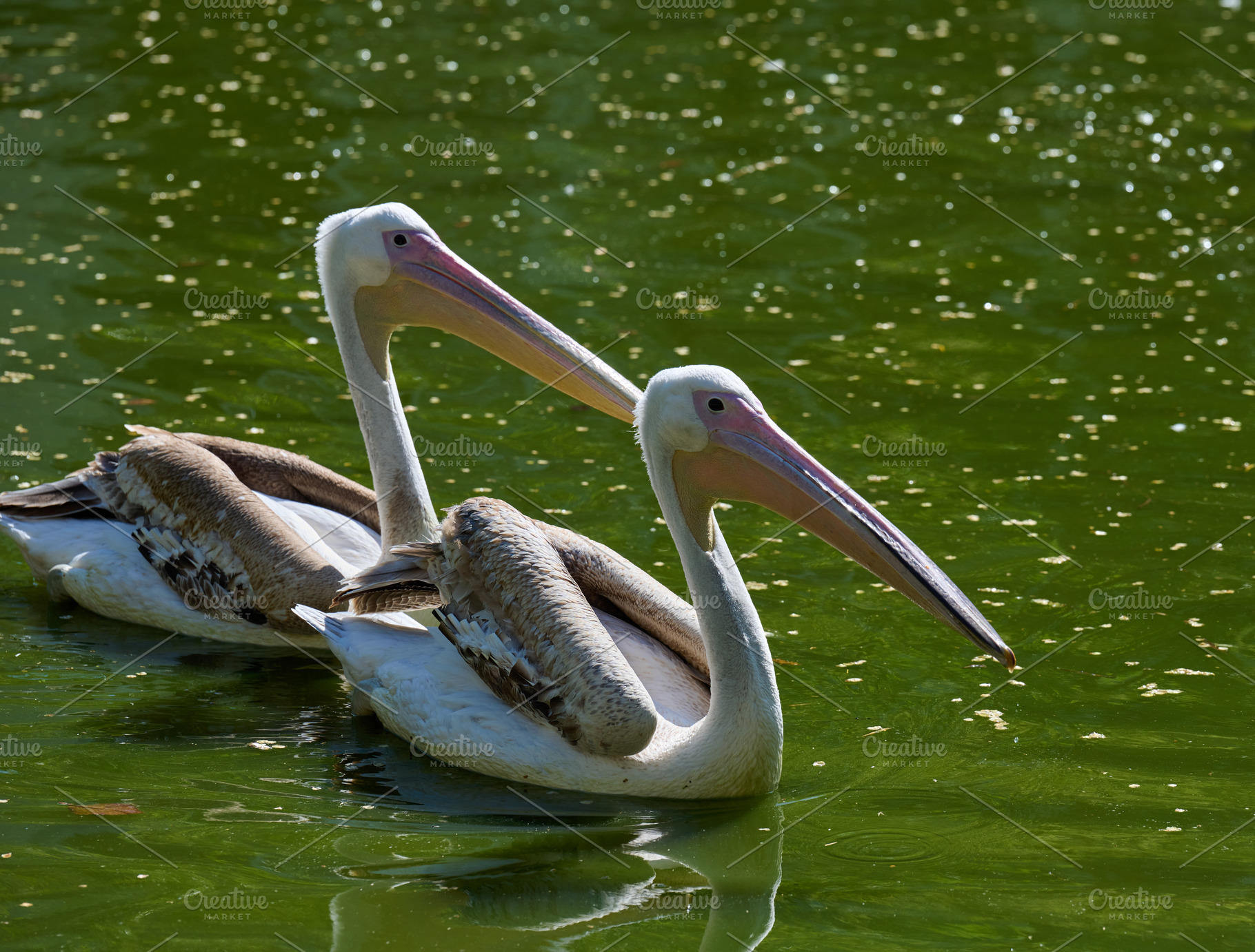 White adult pelican swimming on a pond with green water, an Animal Photo by ndanko