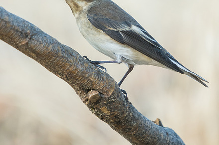 Ficedula hypoleuca stock photo containing hypoleuca and ficedula preview 6