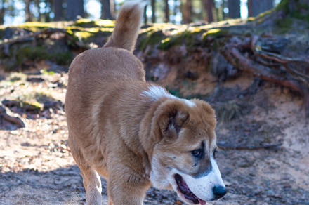 Central Asian sheepdog, Asian Shepherd puppie in the forest, an Animal Photo by MDBildes