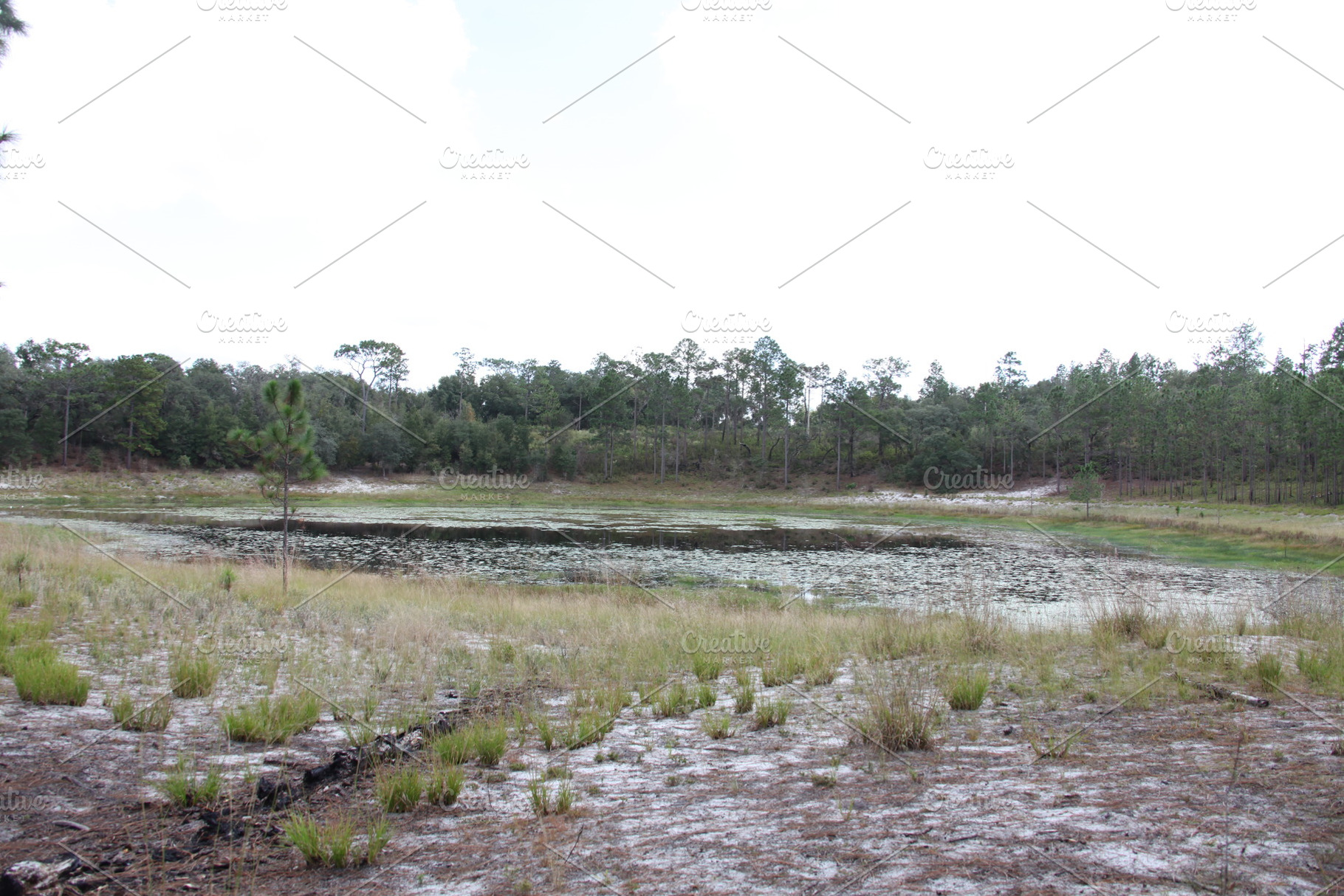 Lake in Gold Head Branch State Park, a Nature Photo by Viktor
