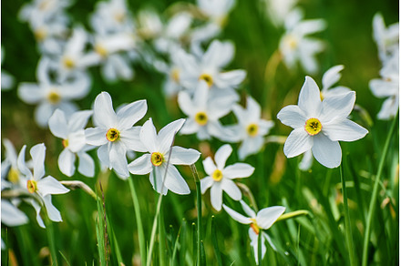 White daffodil narcissus flowers on, a Nature Photo by Nature and travel