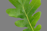 Bundle of isolated green leaves, a Nature Photo by Anatoliy Sadovskiy (Thumbnail 6 of 10)