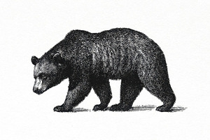 Brown bear walking in forest, a Photo by Beautiful things