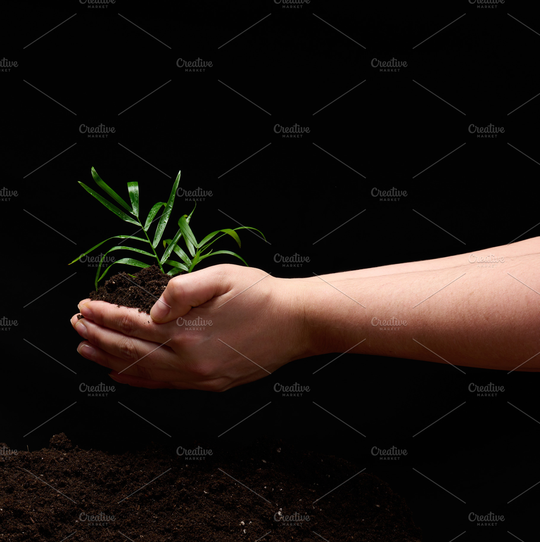 Hand holding a young plant with soil on a black background, a Nature Photo by ndanko