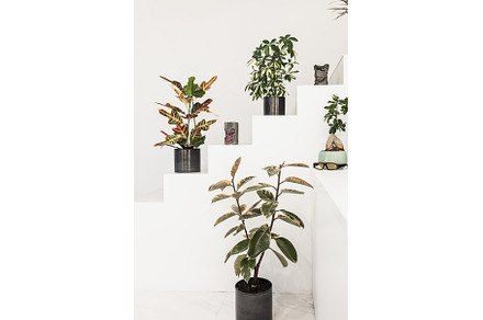 Indoor Plants on White Steps with, a Nature Photo by wip3out