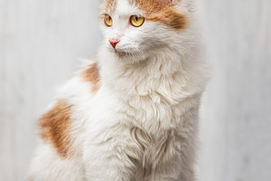 red fluffy cat lies on a wooden fenc