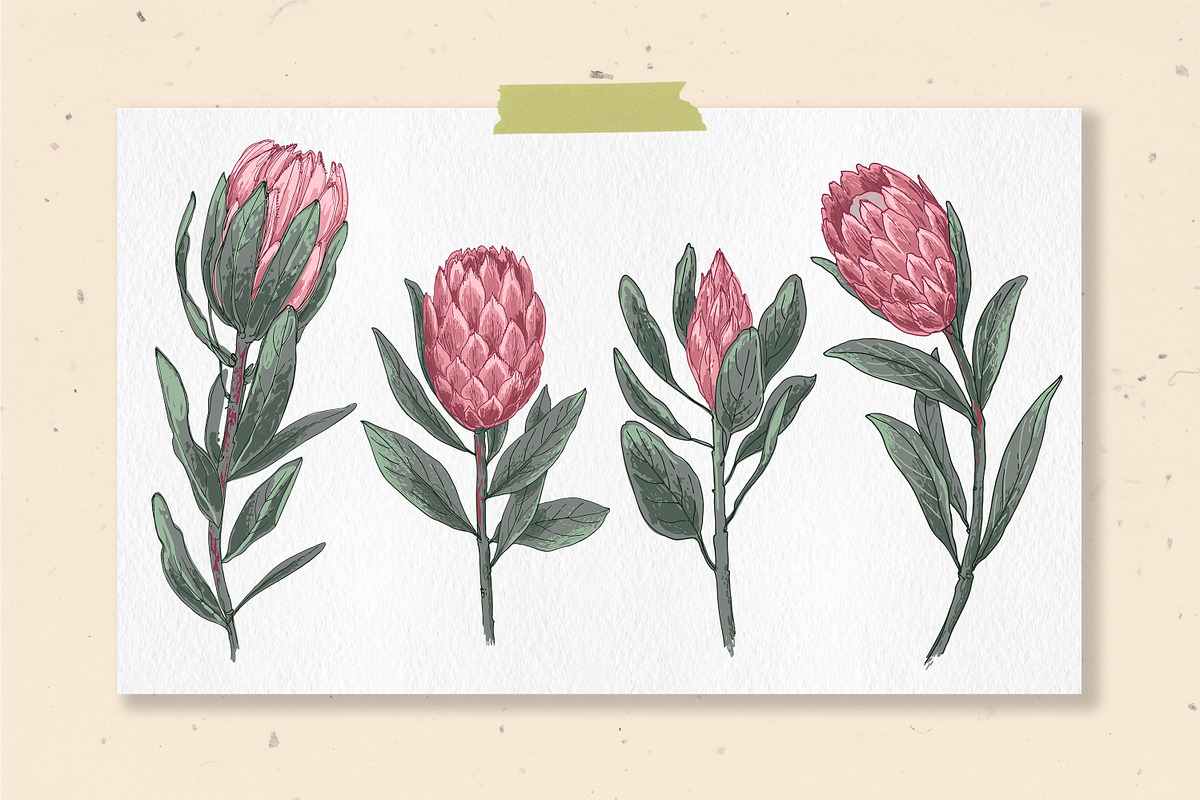 Protea flowers and eucalyptus sketch, an Illustration by irina.vaneeva (Photo 4 of 12)