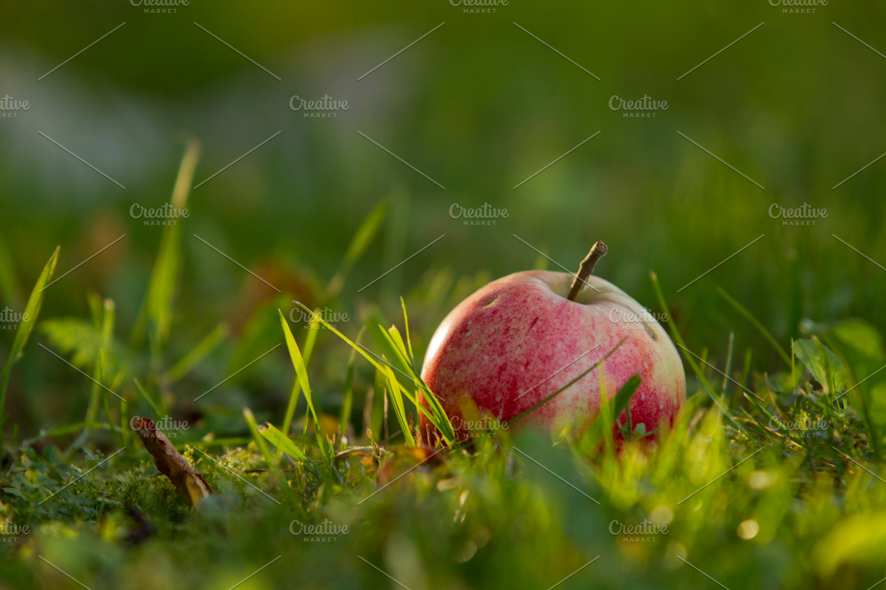 Apples on the grass stock photo containing apple and earth