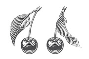 Cherry set engravings #3, a Food Illustration by Irina Trusova (Thumbnail 5 of 5)