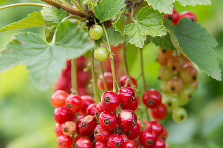 Urban Gardening Stock Photo Containing Urban And Garden preview 6