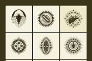 100 Anatomical Illustrations Set, an Education Illustration by Prosymbols (Thumbnail 11 of 11)