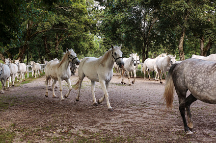 Lipica horse, breed horses, slovenia, europe, an Animal Photo by Bepslabor