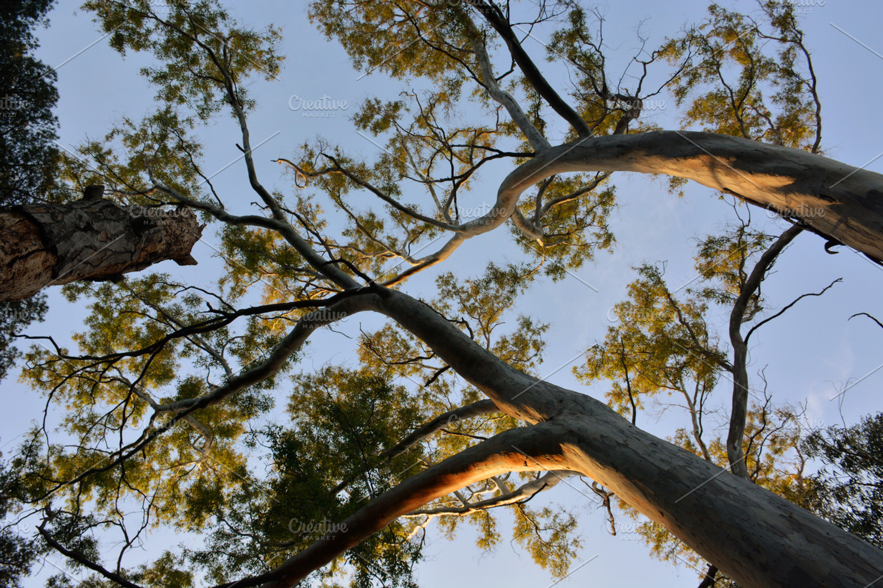 trees of eucalyptus trees at sunset, a Nature Photo by expressiovisual