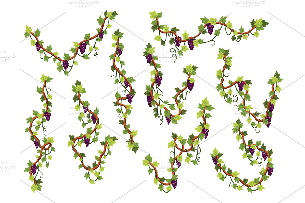 Grape bunches set. Cluster of, a Food Illustration by the8monkey