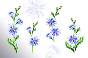 Chicory. Watercolor collection, a Food Illustration by Daria Ustiugova (Thumbnail 4 of 9)