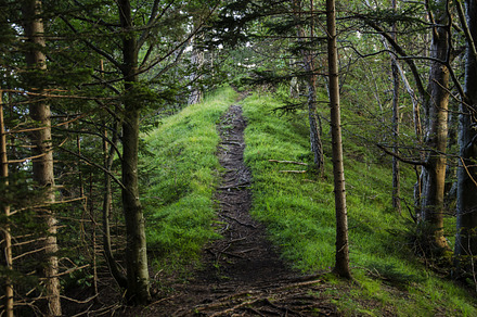 Path In The Forest Featuring Forest Path And Trees preview 4