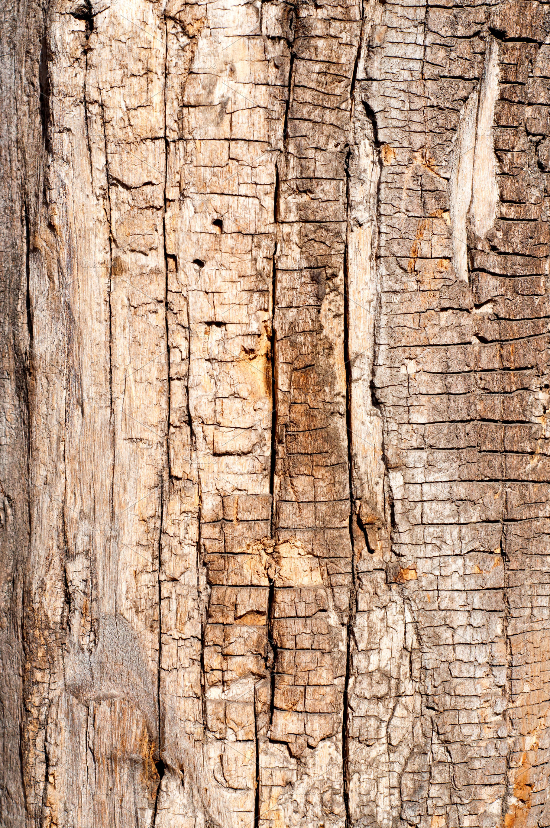 Dry Wood