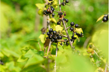 Ripe black currants. Growing, a Food & Drink Photo by darksoul72