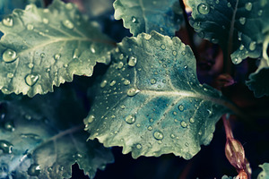 Raindrops on a green leaf