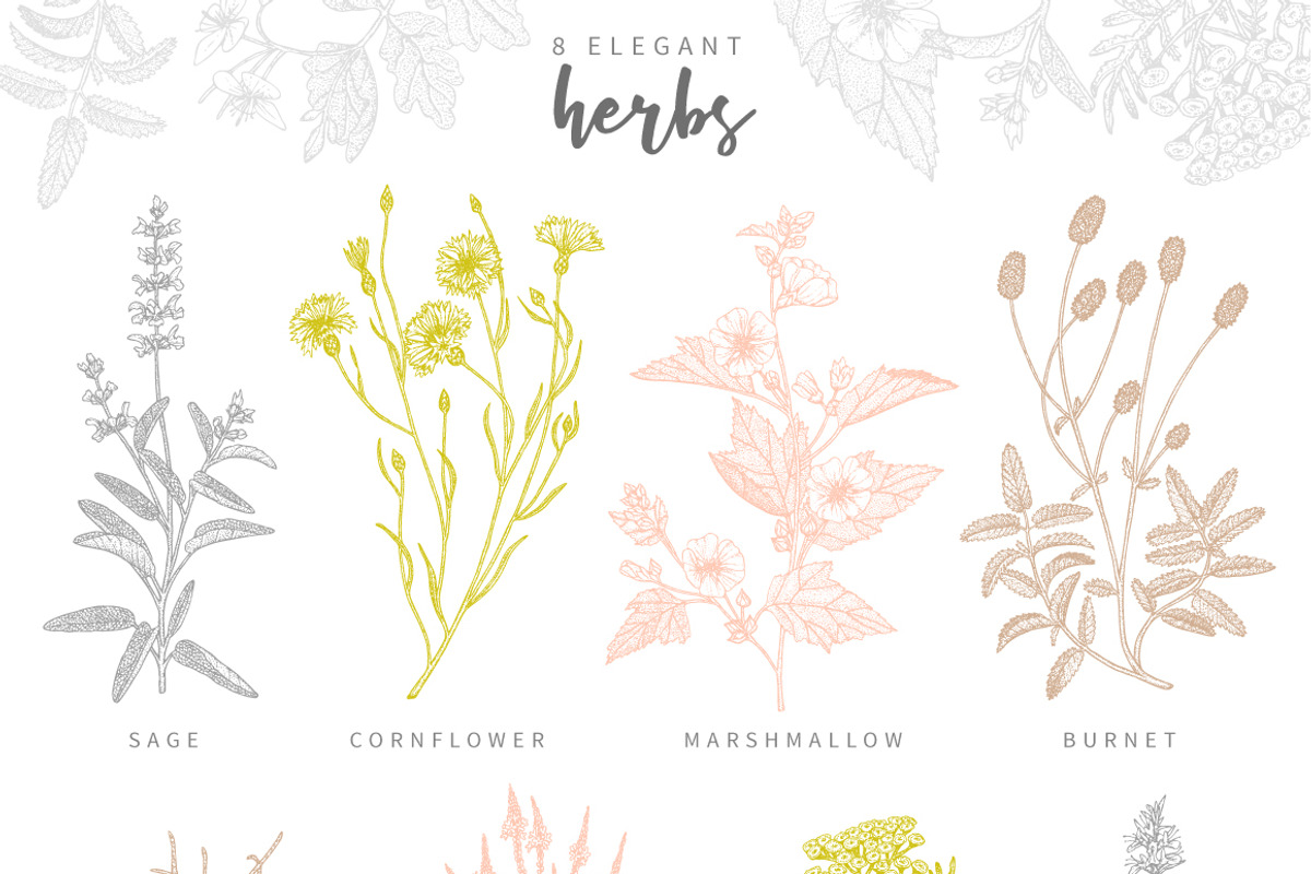 Herbalitica Vol.2 Flower Set, a Healthcare Illustration by eclosque (Photo 2 of 12)