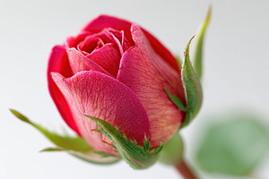 Fresh red rosebud showcasing delicate petals and vibrant color in a natural set, a Photo by AlyaAnd
