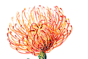 Watercolor Pincushion Flower, a Decorative Illustration by Karliefie (Thumbnail 4 of 4)