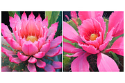 Succulent Floral Flower Nature, a Background Graphic by IrySha (Thumbnail 2 of 6)
